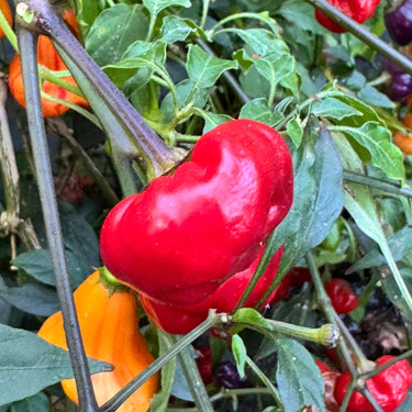 Purple Pumpkin - Seeds - The Pepper Pantry (Formerly Marie Sharp's)